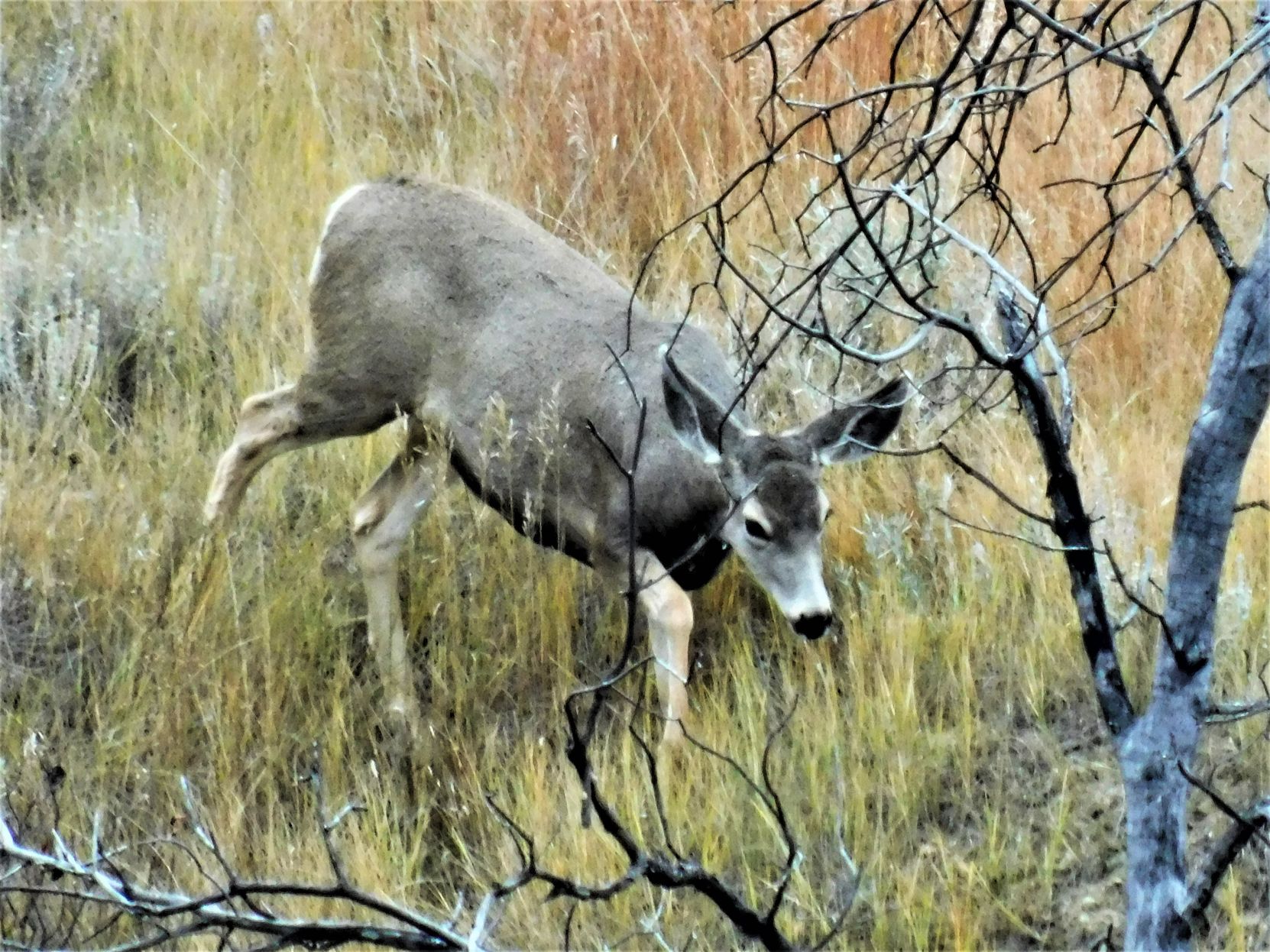 Deer in TRNP